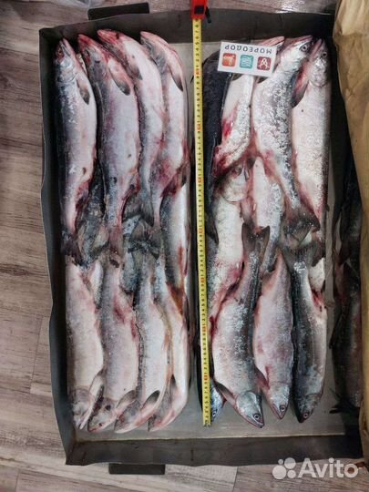 Горбуша вылов 2023, Камчатка, с доставкой на дом