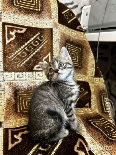 Шатланские котята