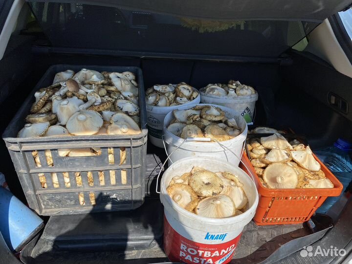 Грибы грузди свежие