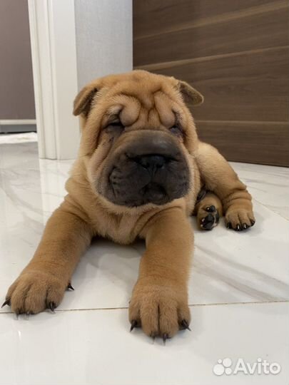 Шарпей щенок