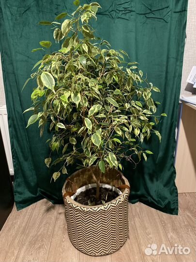 Фикус бенджамина