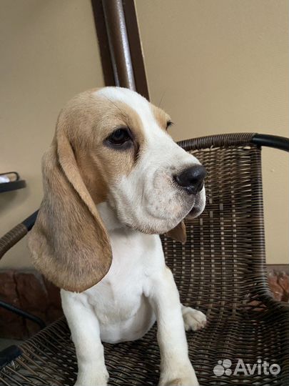 Щенки Бигля РКФ