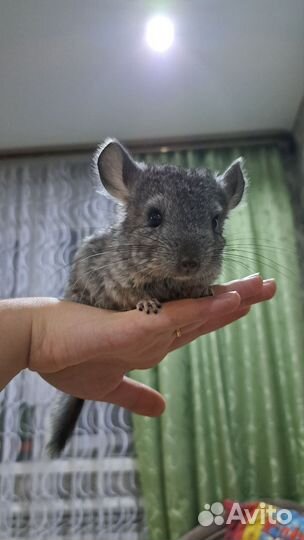 Шиншилла