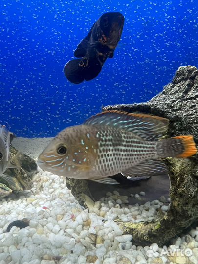 Аквариумные рыбки