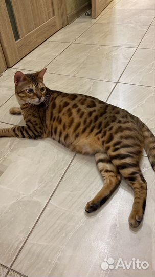 Бенгальский кот