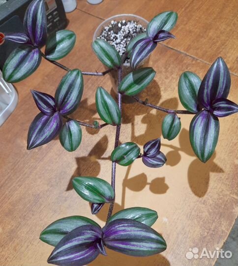 Традесканция