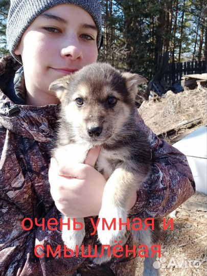 Отдам щенков от крупной дворовой собаки