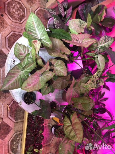 Сингониумы сортовые