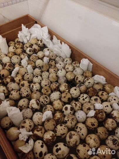 Инкубационное яйцо перепелов Радонежских