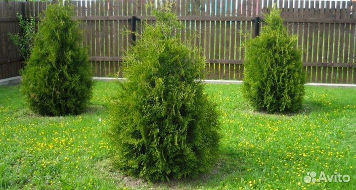 Туя западная Брабант Хвойные растения