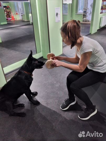 Кинолог дрессировка собак
