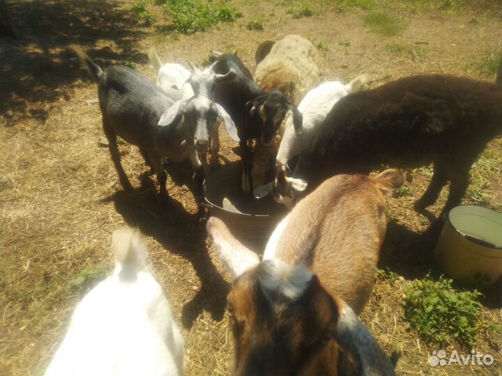 Козлята