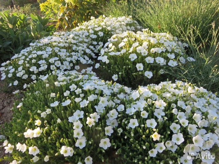 Гвоздика травянка из питомника растений