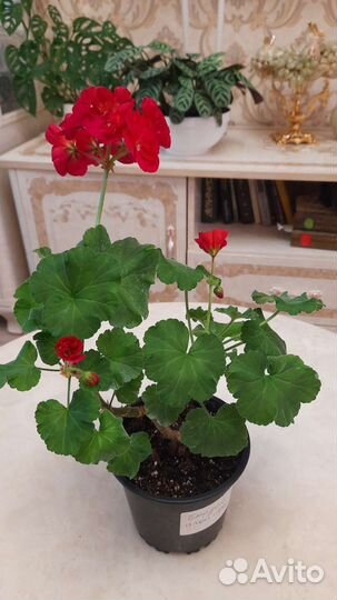 Пеларгония герань
