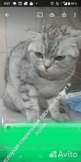 Вислоушка стерильна 6 мес