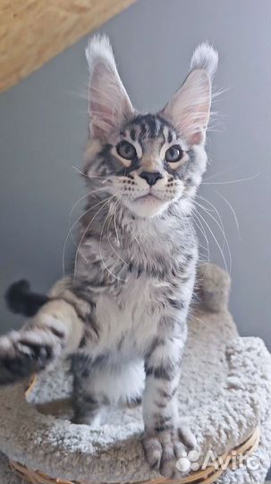 Котенок мейнкун