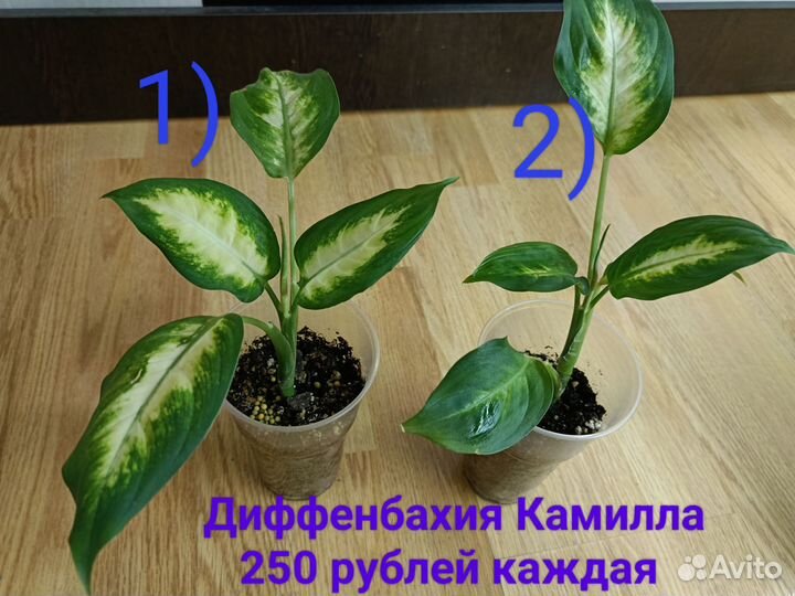 Диффенбахия камилла