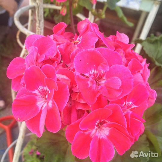 Герань (пеларгония)