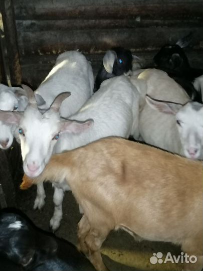 Продаю дойных коз и козлят