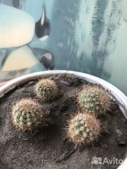 Эхинопсис трубкоцветный кактус