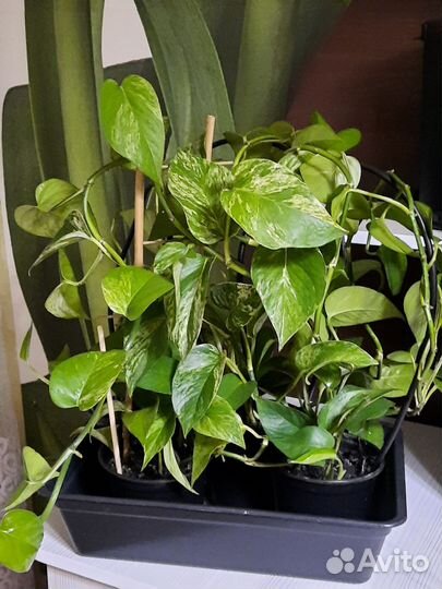 Сциндапсус