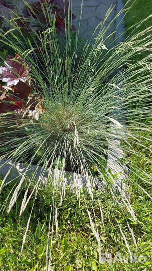 Многолетние садовые цветы