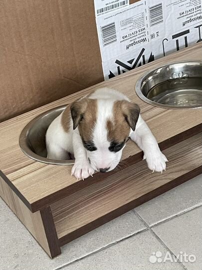 Щенки джек рассел терьер гладкошерстный