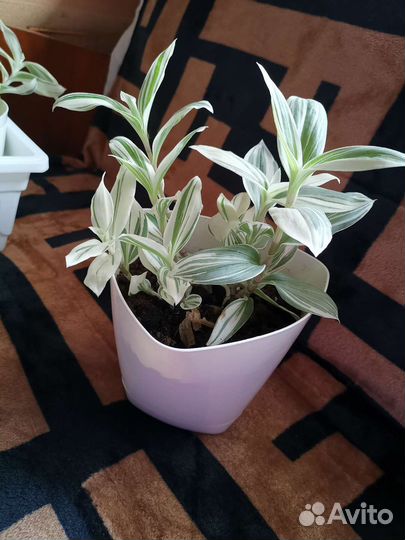 Комнатные растения традисканция