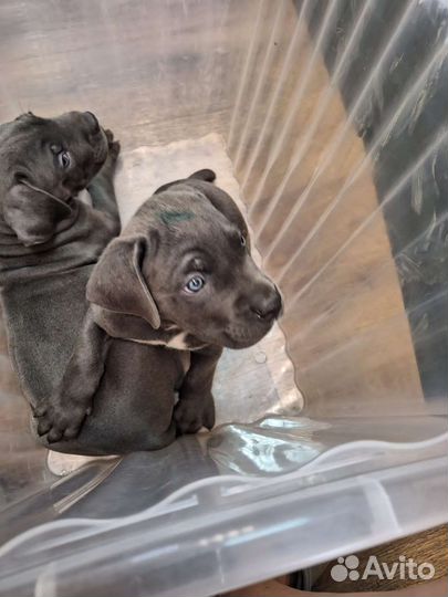 Щенки коне корсо мальчик