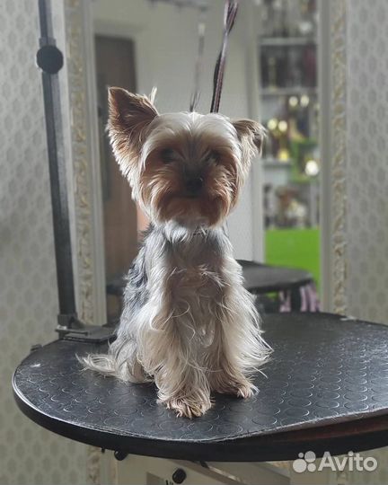 Стрижка собак с выездом на дом