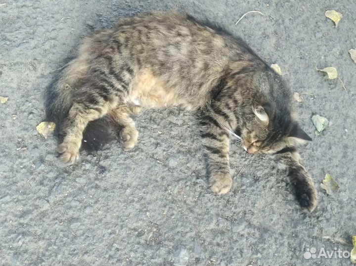 Кошка в дар бесплатно