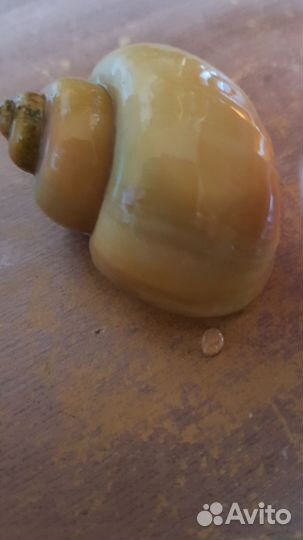 Улитки аквариумные ампулярии