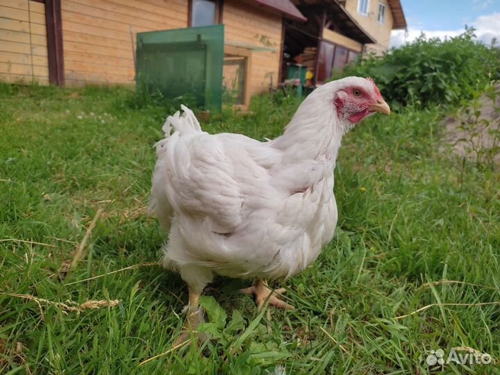 Мясо домашней птицы