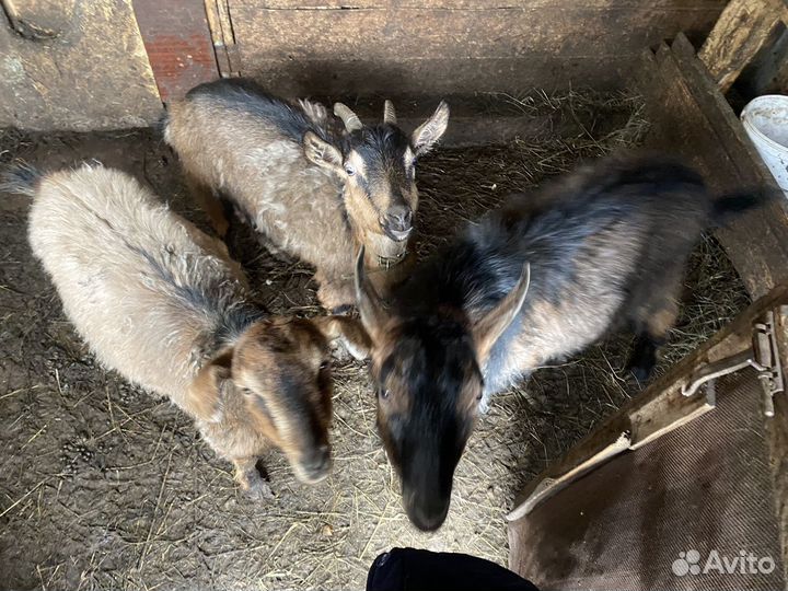 Козы и козел