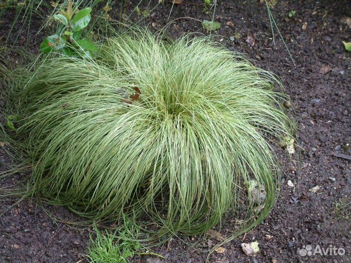 Осока власовидная Фростед Керлз