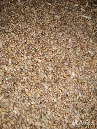 Зерно пшеница