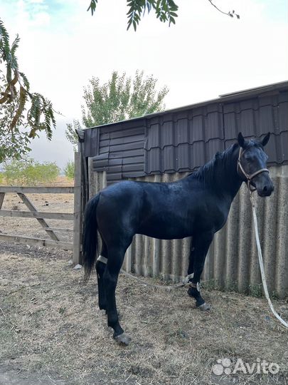 Карачаевский жеребец мощный