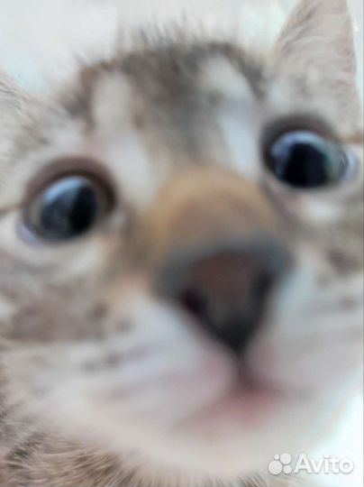 Котята в добрые руки, 2 месяца