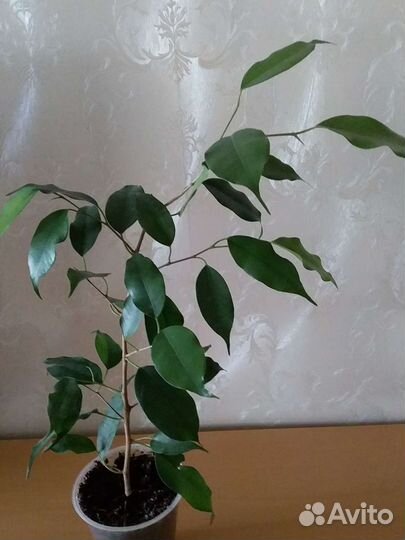 Карделина,фикусы