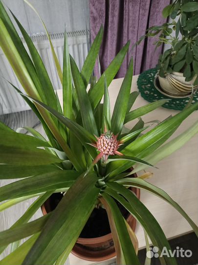 Ананас растение