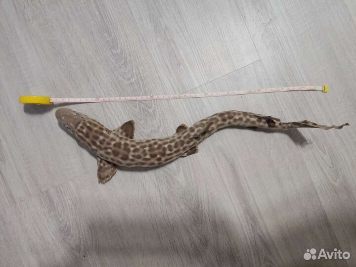 Чучело Акулы (катран)