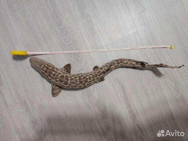 Чучело Акулы (катран)