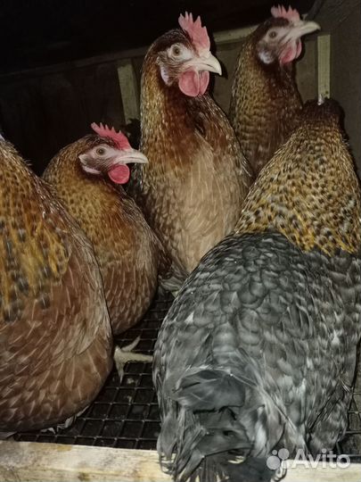 Цыплята Билефельдер Криль