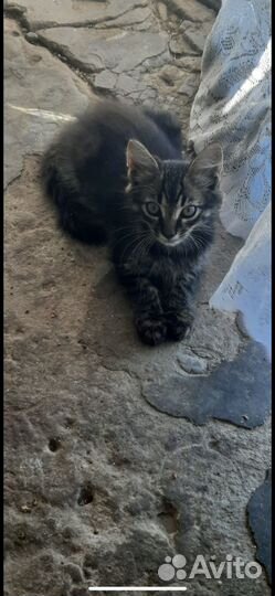 Раздаю маленьких и ласковых котят