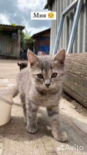 Котята в добрые руки бесплатно