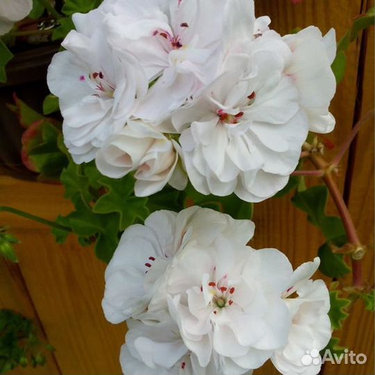 Пеларгония герань