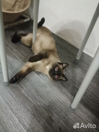 Очень ласковая кошечка