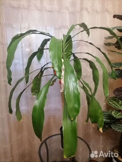 Драцена, высота 1м