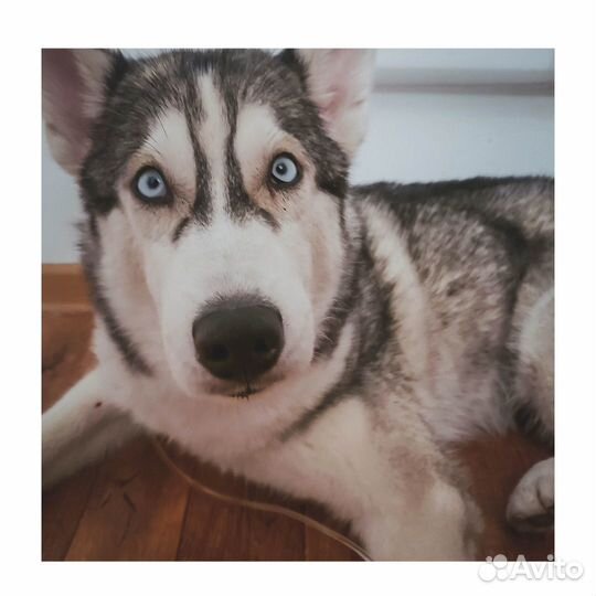 Ветеринарный врач на дом круглосуточно