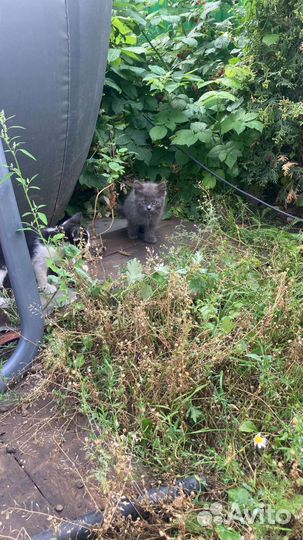Кошка